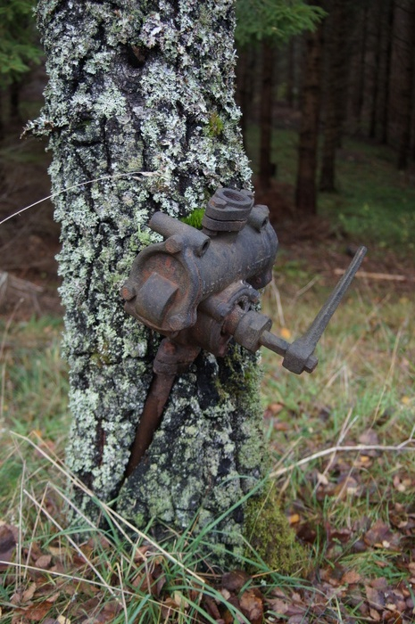 Någon järn grej som har vuxit fast i en björk