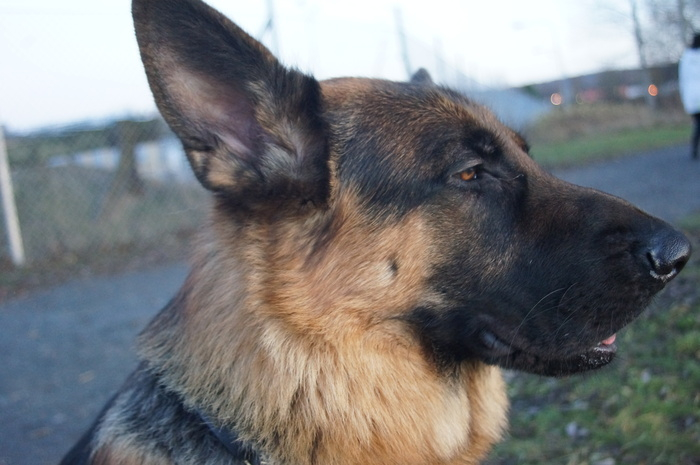 Euro njuter av solnedgången