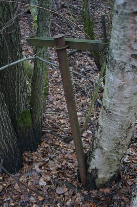 Gammal stolpe vid ett nerlagt järnvägsspår som har vuxit in i en björk