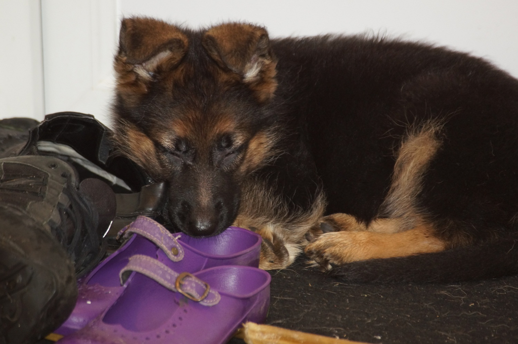 Vänj valpen från början med att bli ompysslad