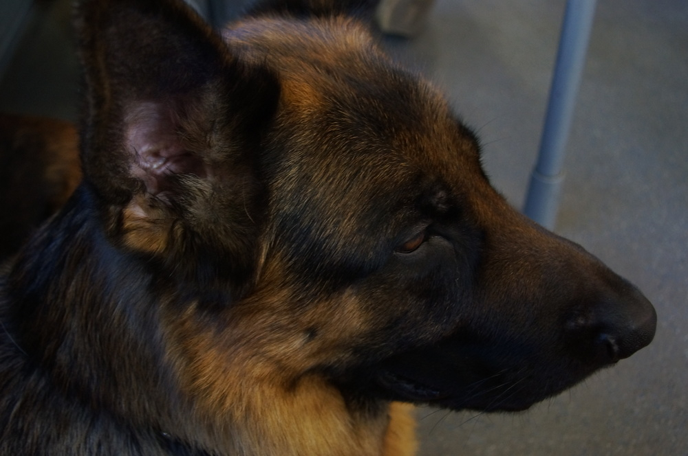 Beathalandets Euro åker buss