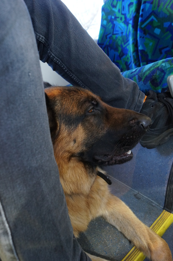 Beathalandet Euro miljötränas på en buss