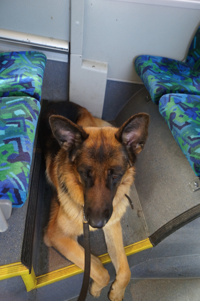 Beathalandet Euro på bussen