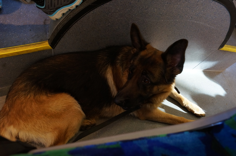 Beathalandet Euro tyckte att det bar bättre att ligga i mittgången på bussen