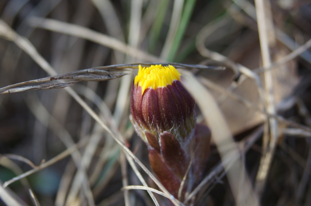 Macro bild på tussilago