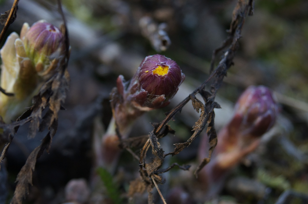 Macro bild på tussilago