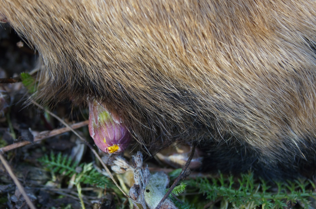 Tussilago med hundtass över
