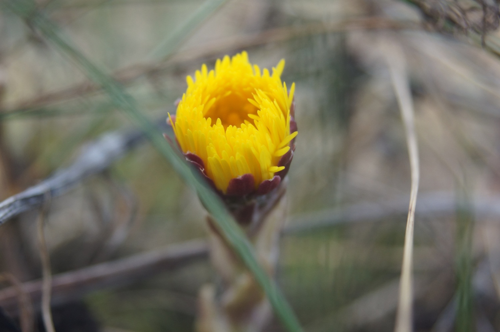 Macro bild på tussilago