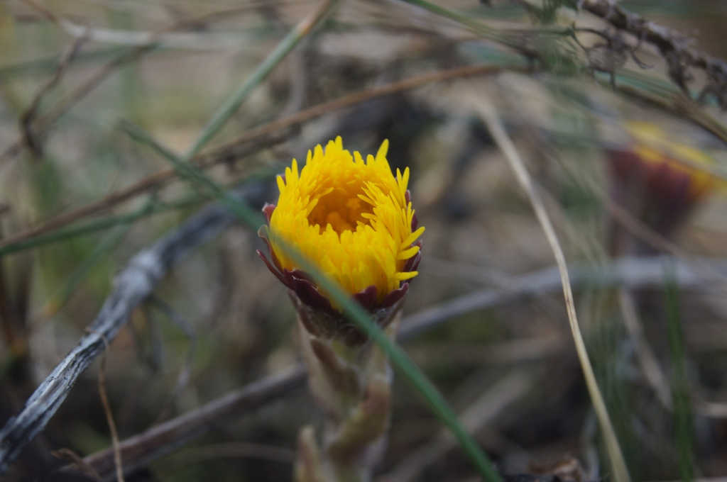 Macro bild på tussilago