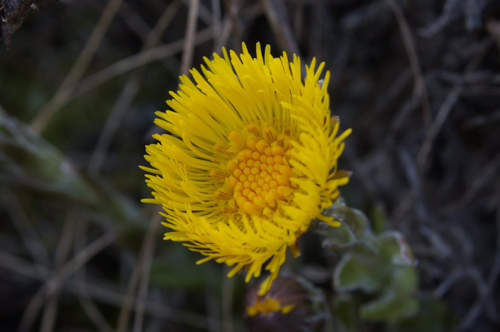 Macro bild på tussilago