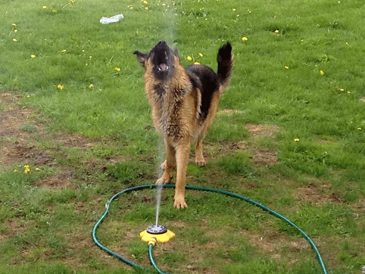 Gif animation när Euro leker med vattenspridaren