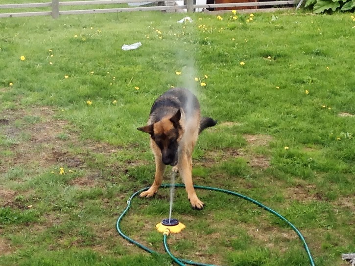 Euro försöker fånga vattenstrålen