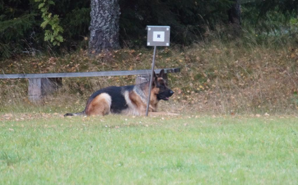 Plattsläggande under störning