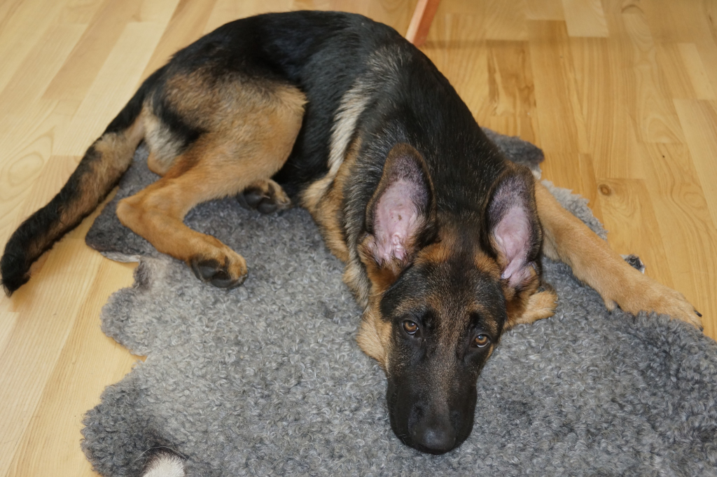 Våran Schäfer som heter Euro när han var liten och söt