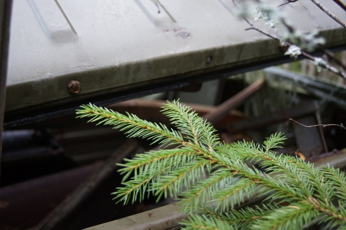 Skogen är på väg att ta över bilen